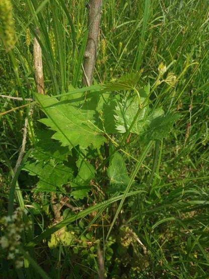 Vigne chambourcin noir, dans l'herbe