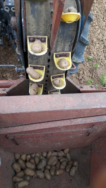 Pommes de terre en cours dd plantation à la machine. Une couroie avec des godets qui vont chercher les pommes de terre dans un bac pour les  planter à interval regulier