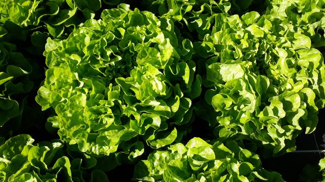 Des salades feuille de chêne pretes à être récoltées