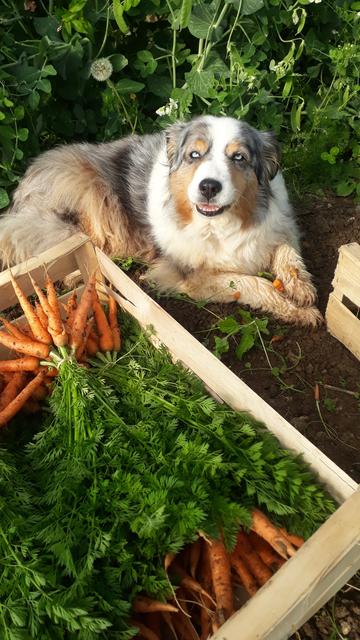 Une cagette pleine de bottes de carottes et notre chienne à coté en train de manger une carotte
