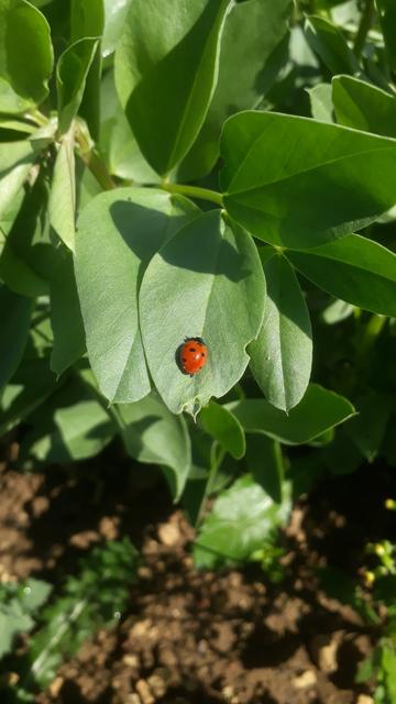 Une coccinelle sur un pied de feve