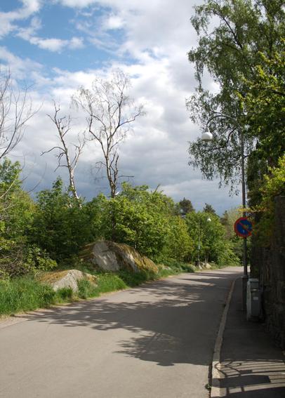 A narrow street lined by green trees, bushes and two dead trees.