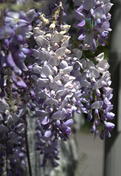 A bunch of lupin flowers (I think) hanging down a wall