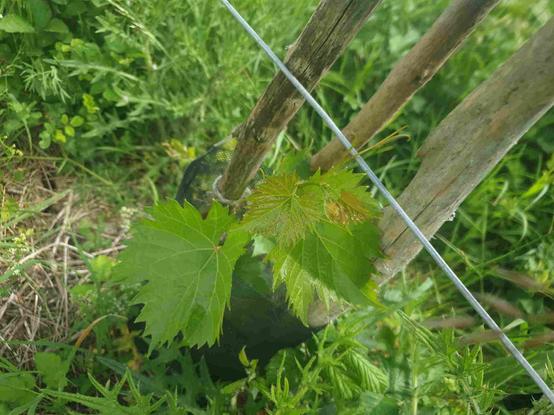 Vigne villard blanc