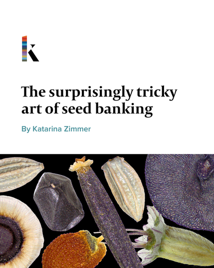 A collage of different kinds of wild seeds, varying in size and shape.