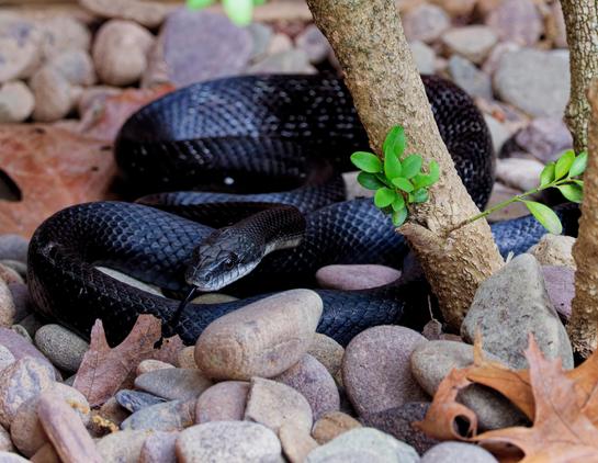 Dark ratsnake with a few lighter gray spots and a light, whitish underbelly. Snake is curled up, head facing the camera, and eyes reflect the sky. Black forked tongue is visible. Background is a mix of light brown and light red river rocks, a few dried oak leaves, and some hedge trunks with a few green sprouts.