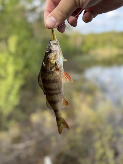 Abborre fast på en krok, med sjö i bakgrunden