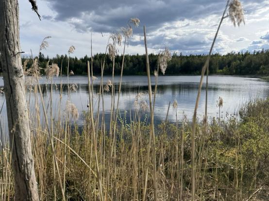 Vass och en tjärn i bakgrunden