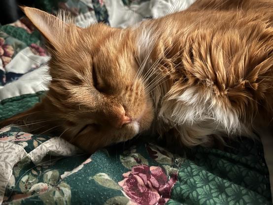 A fluffy orange cat is sleeping on its side on a floral-patterned quilt. The scene captures the cat's relaxed expression and soft fur.