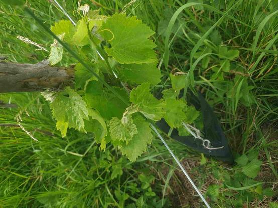 Vigne saperavi avec piquet fil galvanisé et herbe