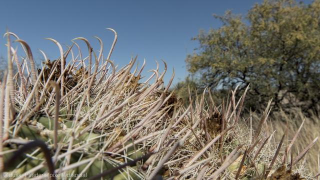 Close-up of a cactus with long spines, set against a clear blue sky and a blurred background of desert vegetation.