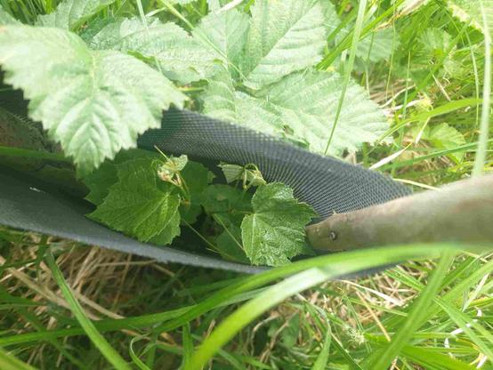 Petite vigne dans grillage plastique de  protection, à côté d'énormes feuilles de ronce