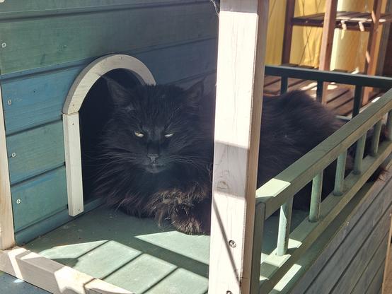 Black long-haired cat "Hope" lounging on the loggia of a cat house on the balcony, looking below the camera with almost closed eyes.