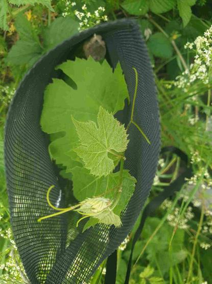Vigne Saint-Sauveur dans son grillage plastique noir de protection
