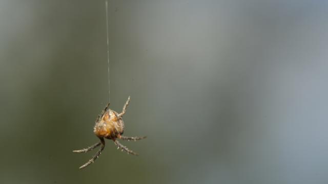 Spider abseiling (rapelling).