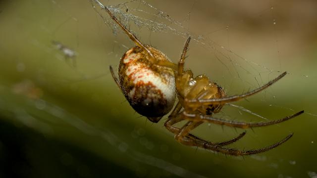 Spider upside down in it's web