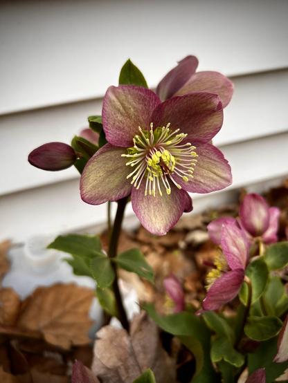 One open burgundy hellebore flower fills the center of the frame. The flower stands in a side garden against the side of a white house. The bottom third of the frame is hellebore and brown leaf blurred background. Early spring.