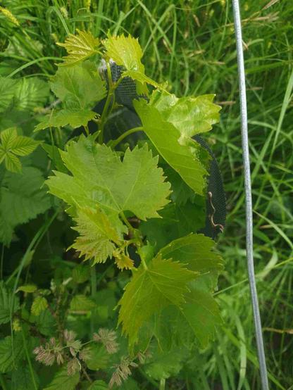 Vigne palatina, fleurs de dactyle, ronces