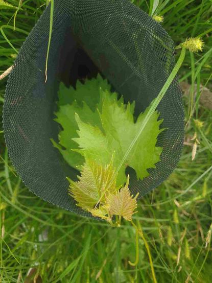 Vigne muscat bleu dans son grillage de protection en plastique