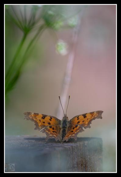 An orange and black butterfly with jagged wings rests on a wooden surface, framed by soft-focus green and white plants in the foreground and a blurred pastel background.