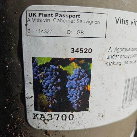 A label on the side of the pot, top-left is a box containing the text:

UK Plant Passport
A: Vitis vin. Cabernet Sauvignon
B: 114327             D: GB

Then a photo of two bunches of dark grapes, top-right of the photo is the code 34520 and bottom-left is the code KA3700