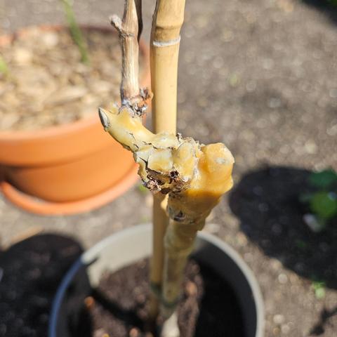A photo of athe stem of a grape vine, it has wax over it and a stem on the right which forks left to an upright stem on the left. This is all covered in grafting wax. So we assume this is a grafted plant?