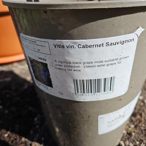 A plant label on a pot, the big text at the top is: Vitis vin. Cabernet Sauvignon
Then it has text: A vigorous black grape most suitable grown under protection - classic wine grape for making red wine.

Then there is a bar-code, an image of grapse and some other text visible curving to the left.