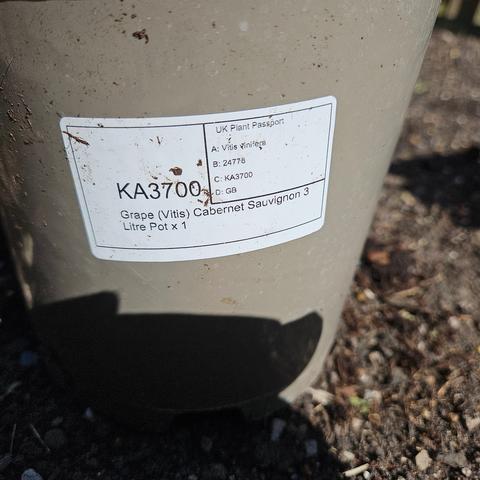 A label on the side of a pot. A box to the top-right contains:

UK Plant Passport
A: Vitis vinifera
B: 24778
C: KA3700
D: GB

And in big text to the left "KA 3700" and then full width under that text and under the top-right box: Grape (Vitis) Cabernet Sauvignon 3 Litre Pot x 1"