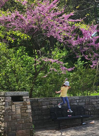 Photo taken at the Keele & Bloor entrance to High Park Toronto. Granddaughter is in mid jump from a 1.5 metre high stone wall down to a park bench.  Behind the wall is a screen of green bushes, and rising above is an Eastern Redbud tree in full bloom with dark pink flowers on every branch.
