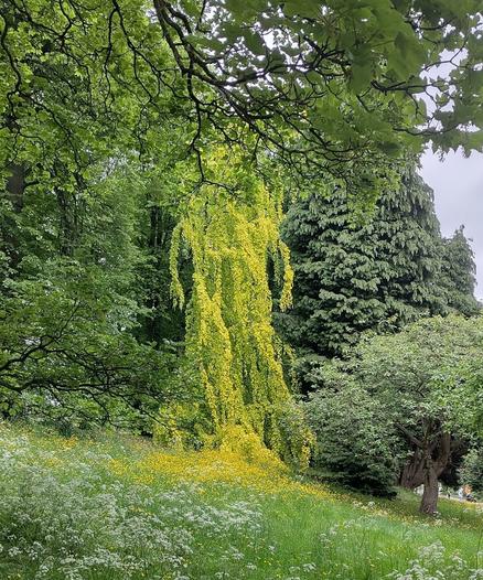 A Weeping Golden Beech is centred with other trees around and behind it. It's leaves are yellowy-green in contrast to the darker greens of the other trees. It's braches hang down almost looking like a yellow waterfall reaching ground level. Where it touches the ground the grass is full of buttercups which continue the yellow as if the yellow waterfall was flowing across a green carpet.