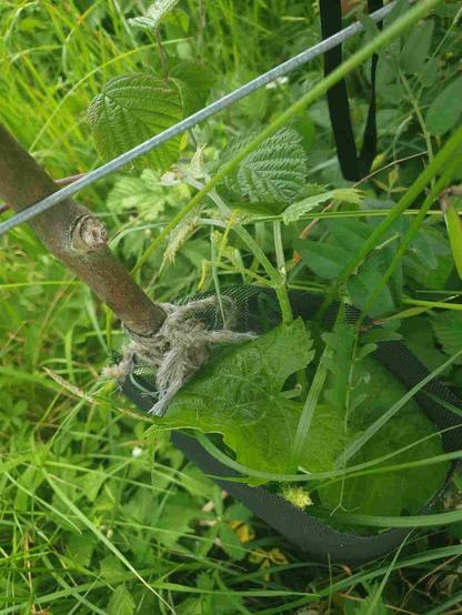 Vigne plantet noir dans un désordre de feuilles