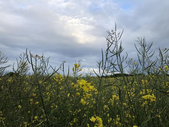 Vordergrund nah, Rapspflanzen mit einzelnen Blüten und Samenständen. Darüber Wolkengebilde.