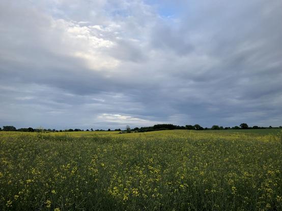 Panorama über das Rapsfeld hinweg, mehr grün als noch gelb. Leicht Hügelige Verlauf der Horizontlinie mit Knick. Wolken zum Horizont fliehend mit hellem Fleck un blau.
