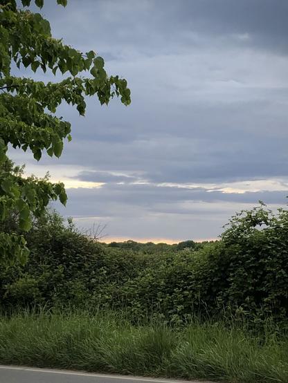 Zwischen üppigem Grün, links zweige von einem Baum, rosarot am Horizont mit Streifen.
