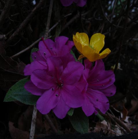 A twig covered in purple-pink blossoms grows at the base of an azalea bush. I sacrificed a yellow buttercup blossom and placed it on the azalea twig.