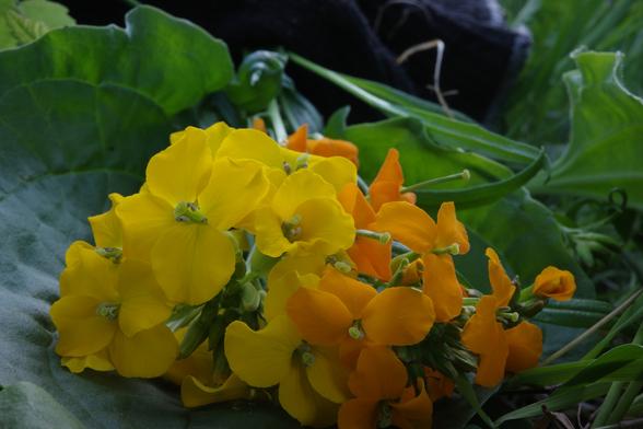 Two clusters of flowers, each bearing four petals, were carefully and only temporarily brought together for the photo. You can see some of the black cycling glove I used at the top of the image. The pistils of the flowers are neon green, their stamens beige, gray, and blue. Large green leaves were laid out to conceal the uninspired ground, revealing only fresh greenery: low-budget photography with a colour orgy of yellow, orange, and green.