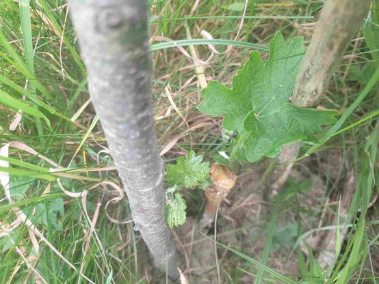 Vigne jacquez, toute petite