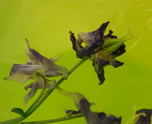 Nearly faded dark purple and light purple columbine blossoms in front of a neon yellow-green plastic bag. The columbine's genitals harmonize perfectly with the color of the bag. The whole thing looks like a painting.