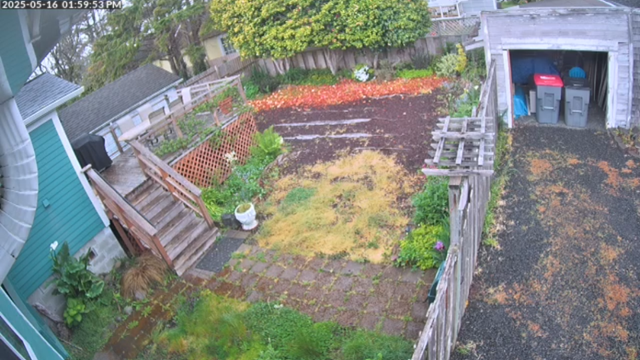 the back yard before, weed cloth showing through the decaying wood chips where the grass and weeds haven't taken over.