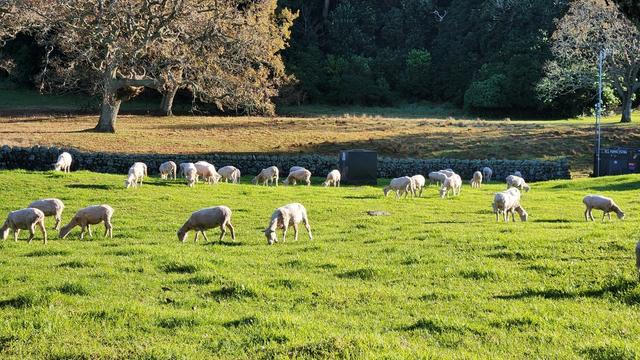 A field with newly shorn sheep eating grass.