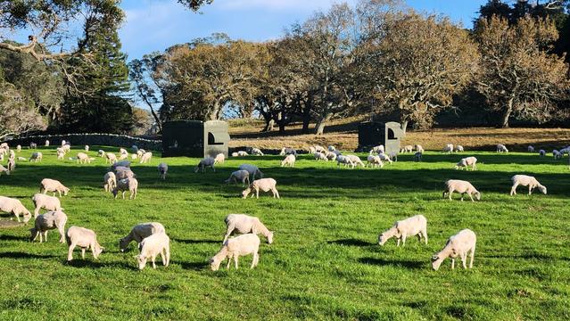 A field with newly shorn sheep eating grass.