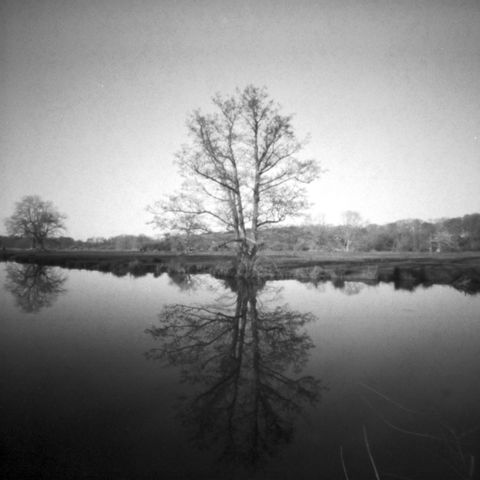 Lone tree on the far bank of a canal, under clear skies, crisply reflected on the surface of the water.