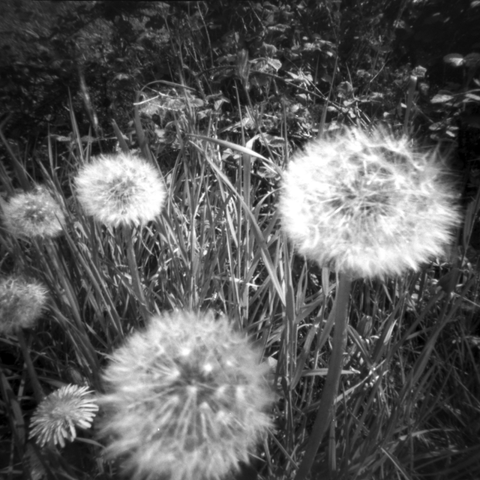 Photograph of some dandelions from very close.