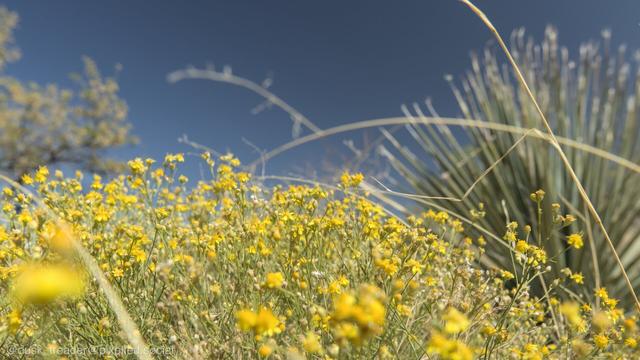 A field of small yellow flowers stretches into the foreground, with slender green stems. In the background, there are tall grasses and an arrangement of spiky green plants against a clear blue sky.