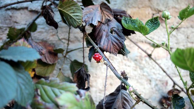 Eine noch rote Brombeere im Garten.