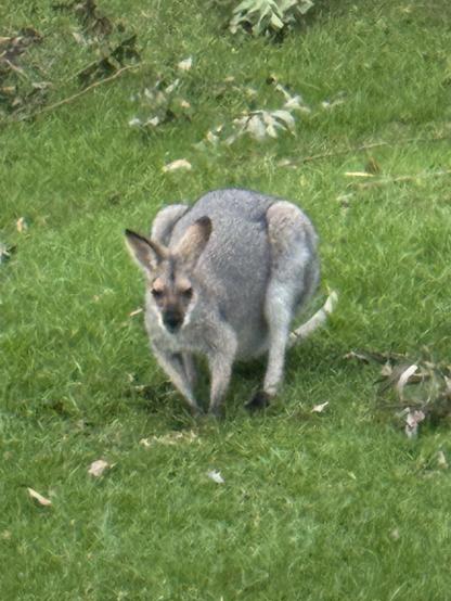 A female wallaby sits on green grass eating pellets