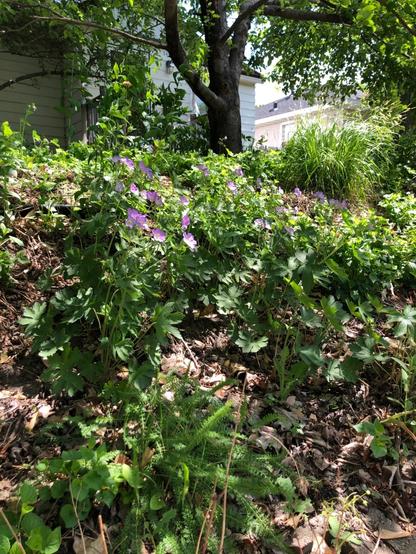 A short sloping front yard in lightly dappled sun and shade with purple wild geraniums blooming, yarrow, violets, and some prairie grasses with the trunk of an apple tree in the background