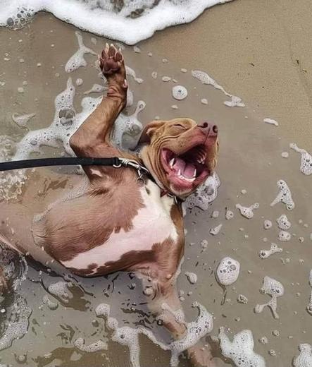 Ecstatic dog with wide open mouth and front legs spread in the water lies on his back on the beach at the ocean.