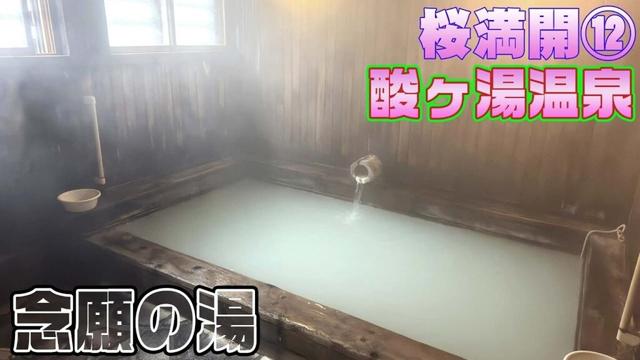 桜満開12　最強の温泉を混浴で浸る【4月25日】青森