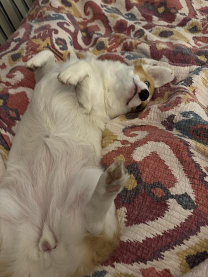Red & white Pembroke Welsh corgi laying on her back on a bed covered with a mostly red & white paisley blanket; her back, left foot sticks straight up and her head is turned to look back at the camera